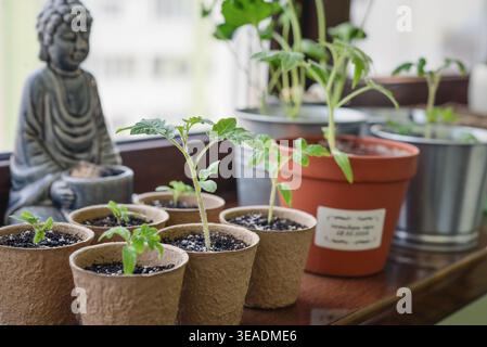Gros plan de plants de tomates cerises poussant dans des pots de tourbe sur un rebord de fenêtre à la lumière naturelle. Concept de jardinage à la maison, nourriture biologique et Li durable Banque D'Images