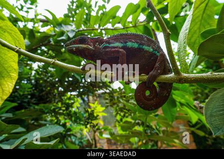 Caméléon perché sur une branche d'arbre dans un feuillage vert dense, saisissant avec une queue recourbée dans un environnement de jardin tropical naturel. Banque D'Images