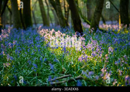 Bluebells à Markstakes Common dans le Sussex de l'est, en Angleterre. Banque D'Images