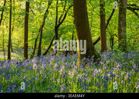 Bluebell Woodland dans le Sussex de l'est, en Angleterre. Banque D'Images