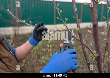 Gros plan des mains d'un jardinier portant des gants de protection bleus coupant une branche d'arbre feuillu avec des sécateurs un jour ensoleillé de printemps. Banque D'Images
