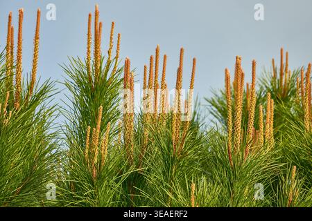 Young Pine Tree Shoots et aiguilles avec de nouveaux cônes masculins contre Clear Blue Sky Banque D'Images