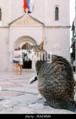 Félin sur la scène carrée historique. Observant Kitty est assis sur des pierres anciennes tandis que les voyageurs animés passent à côté de la lumière du soleil Banque D'Images