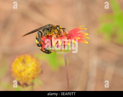 Guêpe de sable noire et jaune obtenant le nectar d'une fleur de couverture rouge vif Banque D'Images