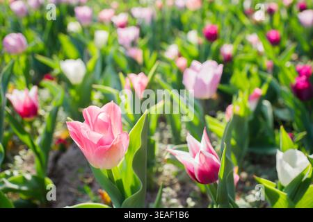 Beaucoup de petites tulipes roses et violettes fraîches poussant sur le parterre de fleurs à l'extérieur au printemps de près. Saison de floraison, premières fleurs de printemps, jardinage, natur Banque D'Images