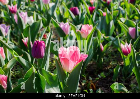 Beaucoup de petites tulipes roses et violettes fraîches poussant sur le parterre de fleurs à l'extérieur au printemps de près. Saison de floraison, premières fleurs de printemps, jardinage, natur Banque D'Images