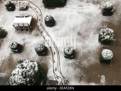 Plante en pot avec neige en hiver, Saint Gilles, Bruxelles, Belgique Banque D'Images