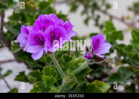 Fleurs de géranium violettes en fleurs avec feuillage vert gros plan jardin Macro photographie Banque D'Images