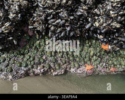 Étoiles de mer, anémone et balanes s'accrochent à la roche pendant une marée négative - marée ultra basse - à face Rock Beach à Bandon, Oregon. Banque D'Images