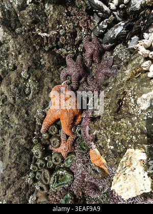 Étoiles de mer, anémone et balanes s'accrochent à la roche pendant une marée négative - marée ultra basse - à face Rock Beach à Bandon, Oregon. Banque D'Images
