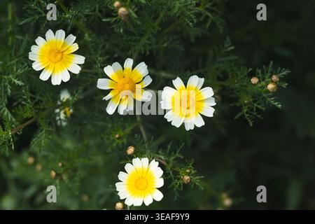 Grappe de fleurs de camomille avec des pétales blancs et des centres jaunes poussant parmi les feuilles vertes. Banque D'Images