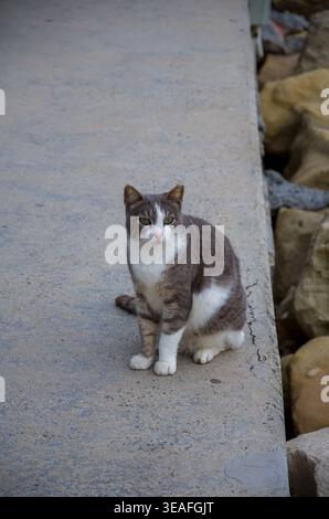 Chat gris et blanc assis sur le chemin de béton à l'extérieur Banque D'Images