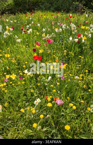 Fleurs dans le pré de King's Spring Bulb, Cambridge, Angleterre, Royaume-Uni Banque D'Images
