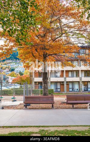 Le parc d'automne serein dispose d'un arbre avec des feuilles orange, banc en bois et bâtiment résidentiel moderne sur fond à Queenstown, Nouvelle-Zélande Banque D'Images
