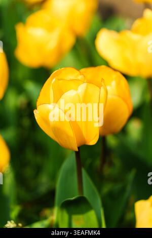 Gros plan de belles tulipes jaunes fleurissant dans le jardin au printemps par jour ensoleillé Banque D'Images