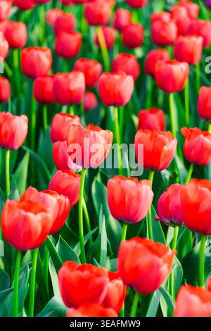 Gros plan de belles tulipes rouges fleurissant dans le jardin au printemps par jour ensoleillé Banque D'Images