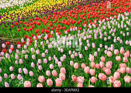 Collection colorée de fleurs de tulipes fleurissant dans le jardin au printemps par jour ensoleillé Banque D'Images