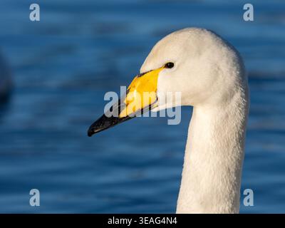 Une image rapprochée de la tête en profil d'un cygne de whooper, cygnus cygnus. Banque D'Images