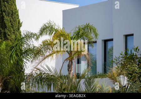Maison blanche moderne avec des palmiers et de grandes fenêtres Banque D'Images