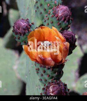 Grand cactus de barbarie orange dans le sud-est de l'Arizona près de Hereford qui a une abeille au milieu de sa fleur orange unique. Banque D'Images