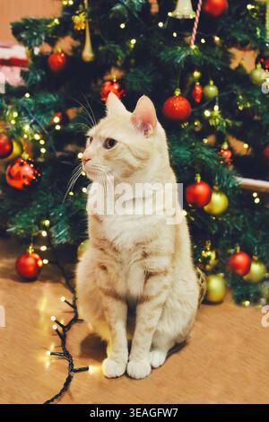 Chat tabby de couleur crème assis sur le plancher en bois devant l'arbre de noël décoré avec des ornements rouges et or et des lumières de fée chaudes, ho intérieur confortable Banque D'Images