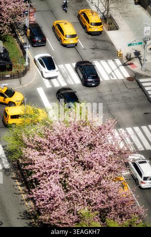 Park Avenue à Murray Hill comme vu sur une journée de printemps ensoleillée est rempli d'arbres en fleurs, 2026, New York City, États-Unis Banque D'Images