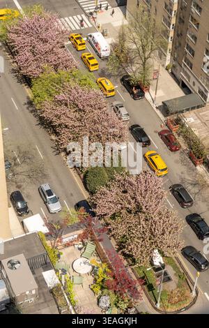 Park Avenue à Murray Hill comme vu sur une journée de printemps ensoleillée est rempli d'arbres en fleurs, 2026, New York City, États-Unis Banque D'Images
