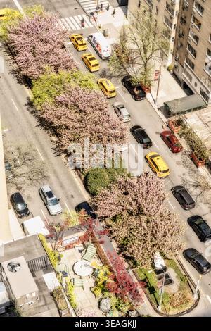 Park Avenue à Murray Hill comme vu sur une journée de printemps ensoleillée est rempli d'arbres en fleurs, 2026, New York City, États-Unis Banque D'Images