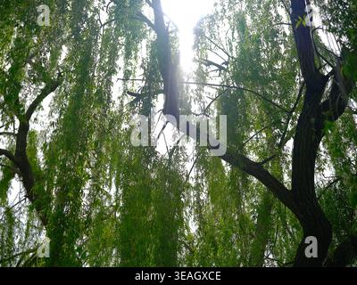 Le soleil brille à travers les branches en cascade et le feuillage vert vibrant d'un saule pleureur Banque D'Images