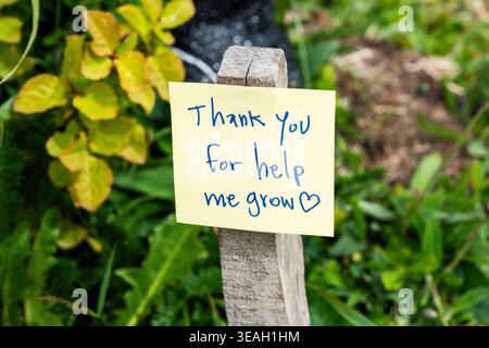 Note manuscrite « Merci de m'aider à grandir » sur un poteau en bois dans un jardin luxuriant, gros plan d'un message de remerciement avec un cœur dessiné sur papier, mélangé Banque D'Images