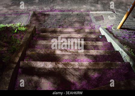Un plan large la nuit d'escaliers extérieurs en pierre altérée ou en béton recouverts d'une dispersion vibrante de pétales de fleurs violettes tombées. Banque D'Images