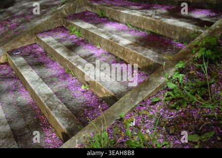 Un plan large la nuit d'escaliers extérieurs en pierre altérée ou en béton recouverts d'une dispersion vibrante de pétales de fleurs violettes tombées. Banque D'Images