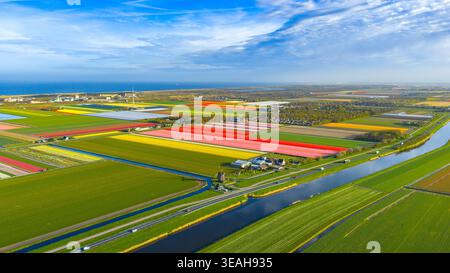 Vue aérienne de champs de tulipes vibrants en pleine floraison avec un moulin à vent traditionnel et un canal sous un ciel bleu près de la côte à Petten, Hollande du Nord, ne Banque D'Images