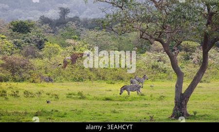 Girafes sauvages et zèbres dans une savane verte avec une végétation luxuriante et des arbres dans le parc national d'Arusha. Banque D'Images