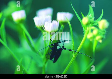 Une paire de coléoptères longhorn s'accouplant sur une fleur de marguerite dans un champ vert luxuriant. Banque D'Images