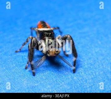 Araignée sautante brillante mâle avec proie, sur fond bleu Banque D'Images