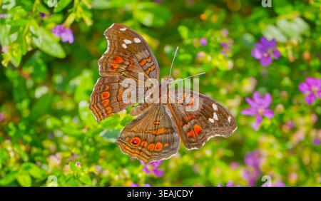 Papillon Natal ou Brown Pansy (Junonia natalica) parmi une exposition de fleurs violettes au soleil avec les ailes ouvertes, Magoebaskloof, Afrique du Sud Banque D'Images
