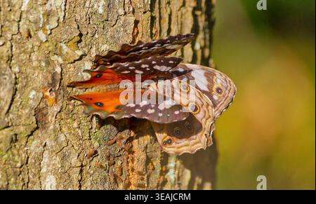 Trois papillons marron et orange à taches blanches de Bush Beauty (Paralethe dendrophilus) se nourrissent de sève de Pinus au soleil, Magoebaskloof, Afrique du Sud Banque D'Images
