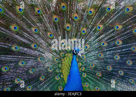 Beau paon. Plumes colorées de paons. Oiseau exotique montrant la queue. Paon avec plumage ouvert. Oiseau tropical. Peacock dans la nature. Gros plan de Banque D'Images