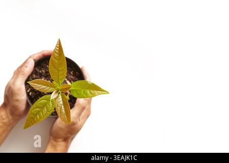 Un semis d'avocat fertile et bien entretenu dans un pot est tenu par une paire de mains. Banque D'Images