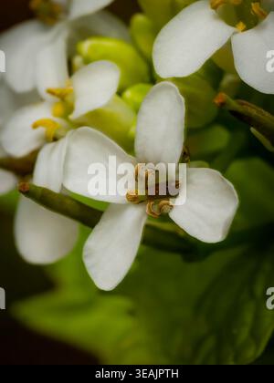 Photographie macro détaillée mettant l'accent sur la structure centrale complexe de petites fleurs blanches, montrant des étamines couvertes de pollen sur fond vert Banque D'Images