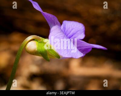 Grand angle Extreme close up macro d'un profil de fleur Viola odorata violet doux vibrant et calice avec lumière naturelle Banque D'Images
