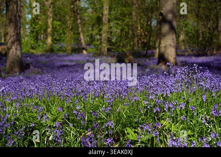 Un tapis de bluebells en fleurs dans la forêt au Blickling Estate du National Trust à Norfolk. Les fleurs sauvages délicates, qui peuvent prendre des années à récupérer après les dégâts causés par la fréquentation, ont fleuri au début de cette année en raison de l'humidité du sol due à l'hiver humide et au temps chaud de Pâques. Près de la moitié des bluebells du monde se trouvent au Royaume-Uni, les observations ailleurs étant relativement rares. Date de la photo : mercredi 22 avril 2026. Banque D'Images