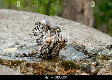 goshawk à crête éclaboussant de l'eau avec les ailes grandes ouvertes Banque D'Images