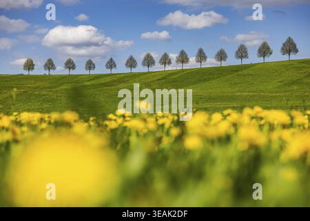 Rangée d'arbres sur une colline au printemps. Paysage sur le bord de Schoenbuch près de Waldenbuch. Waldenbuch, Bade-Wuertemberg, Allemagne Banque D'Images