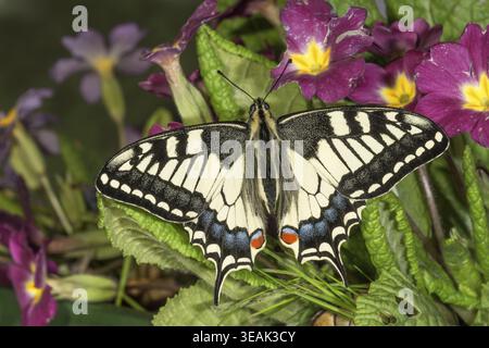 Queue d'aronde (Papilio machaon) aux ailes colorées reposant sur des fleurs violettes, Bade-Wuerttemberg, Allemagne Banque D'Images