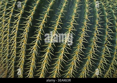 Echinocactus grusonii, chaise de belle-mère, cactus globe doré (détail) Banque D'Images