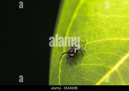Un homme Adanson saute à la maison (Hasarius adansoni) sur une feuille. Image macro à fort grossissement d'une araignée sautante. Banque D'Images