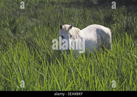 Cheval de Camargue, Equus przewalskii F. caballus, Camargue, Provence Banque D'Images