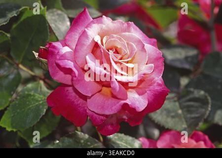 Rosa 'Prima Ballerina', rose thé hybride, rose foncé, (Tantau 1957) Banque D'Images
